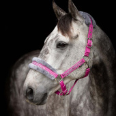 Halter with Fleece Pink/Grey Halter with Fleece Pink/Grey