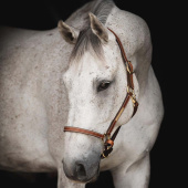 Leather Halter Track Supreme Brown Leather Halter Track Supreme Brown