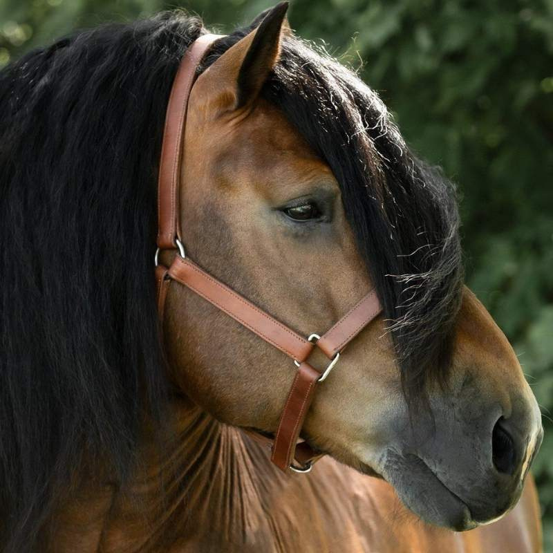 Leather Halter Draft Oak Bark