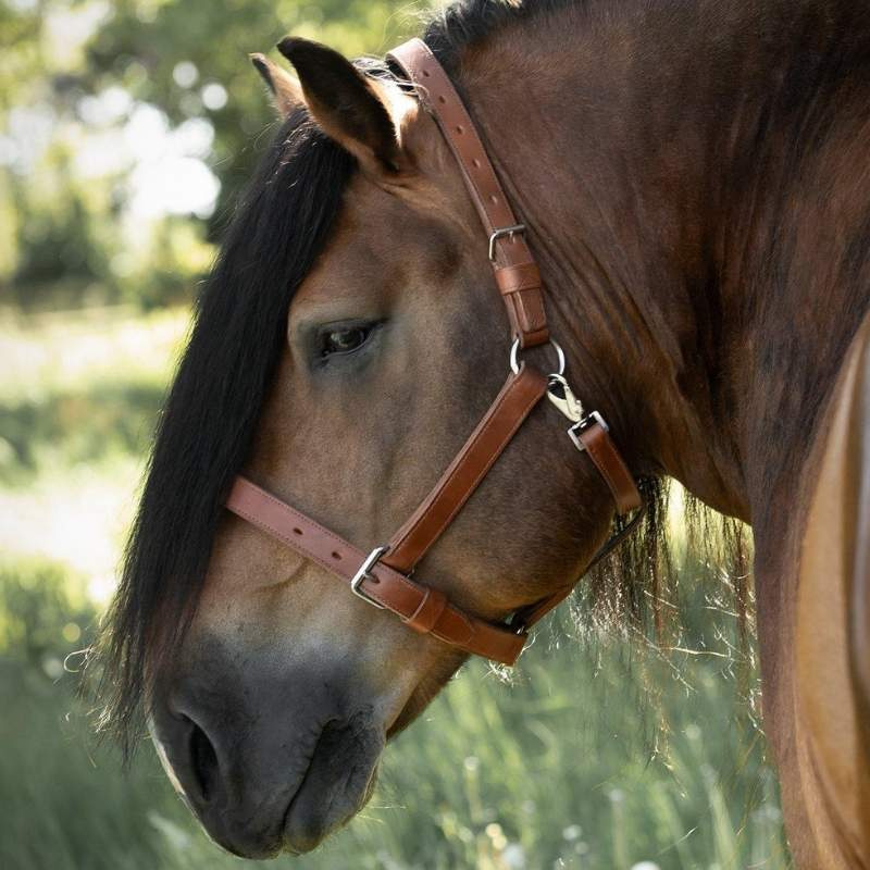 Leather Halter Draft Oak Bark