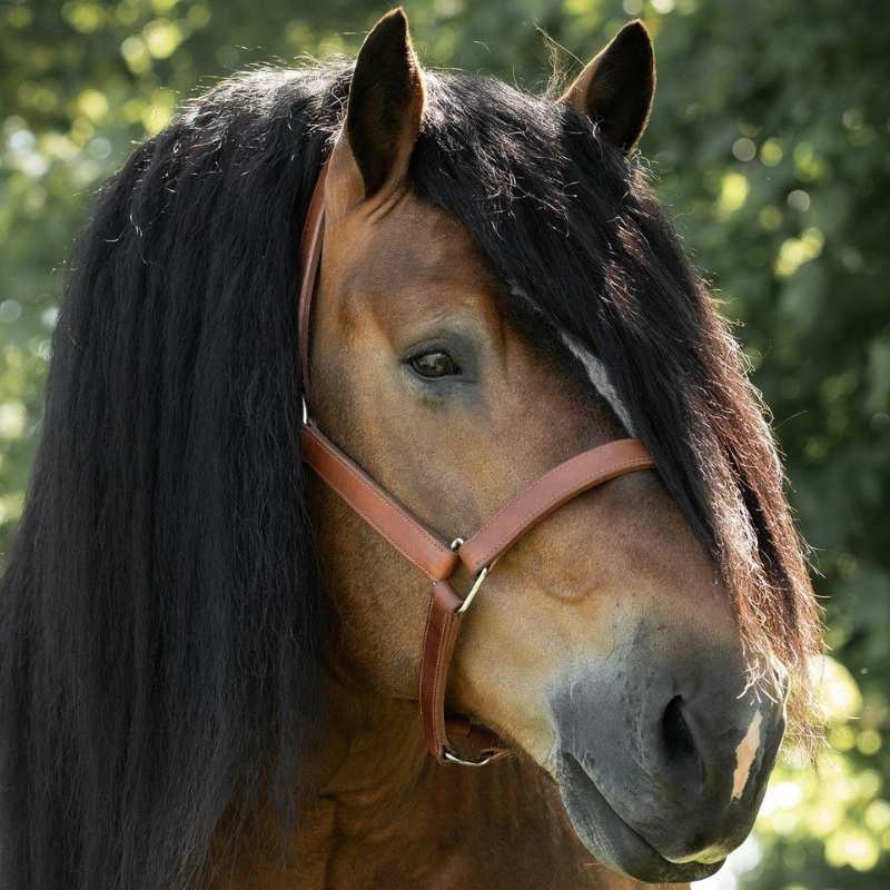 Leather Halter Draft Oak Bark