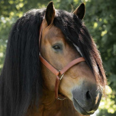 Leather Halter Draft Oak Bark Leather Halter Draft Oak Bark