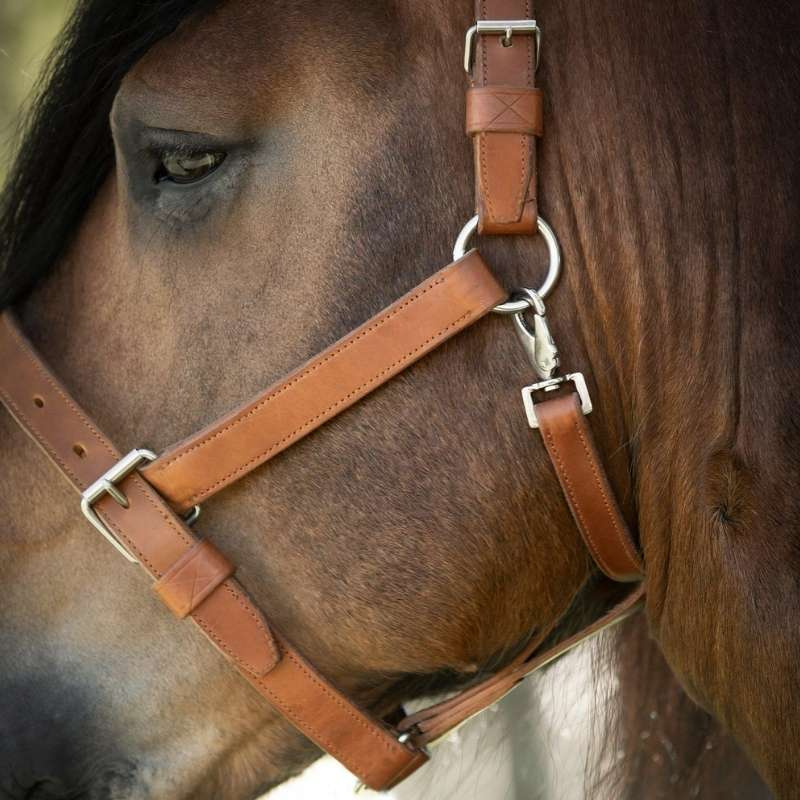 Leather Halter Draft Oak Bark