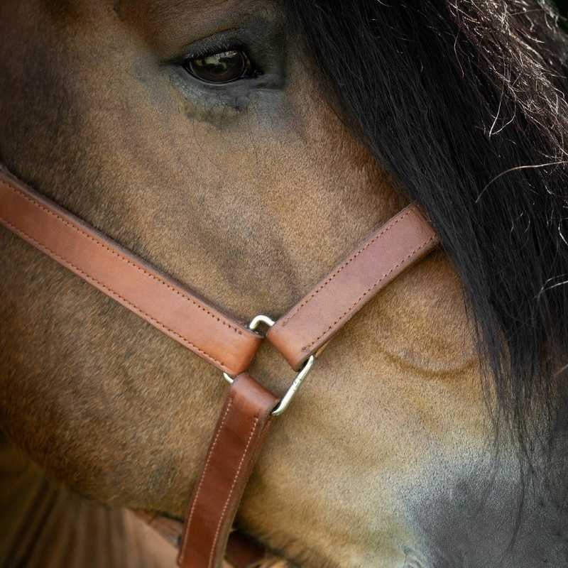 Leather Halter Draft Oak Bark