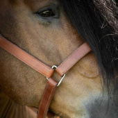 Leather Halter Draft Oak Bark Leather Halter Draft Oak Bark