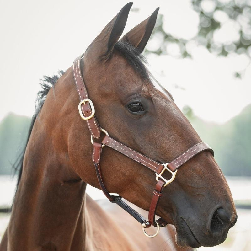 Leather Halter Lexington Supreme Brown