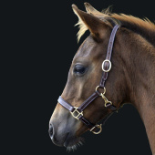 Foal Halter Läder Basic Dark Brown Foal Halter Läder Basic Dark Brown