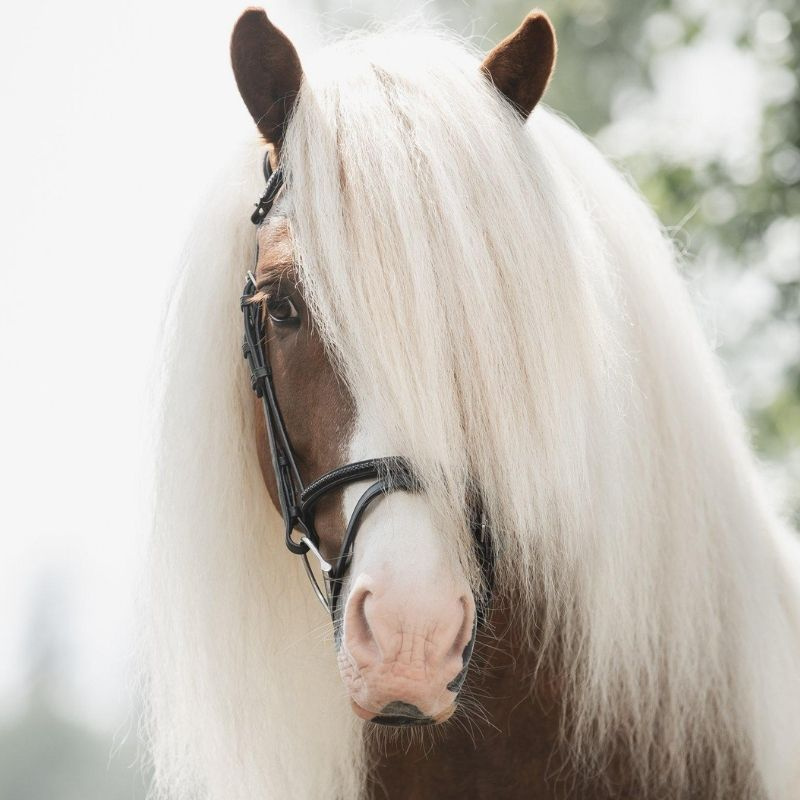 Noseband Islandic Braid Supreme Black