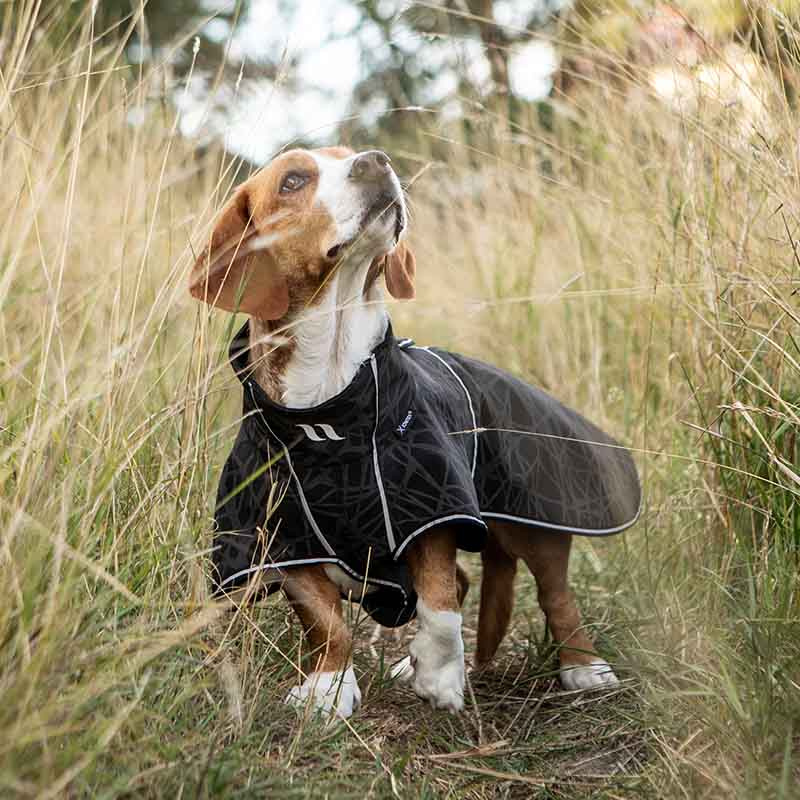 Dog Coat Softshell Buddy 2.0 Long Back Black