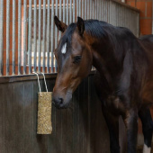Horse Toy Nibbler Stick Metabolism Horse Toy Nibbler Stick Metabolism