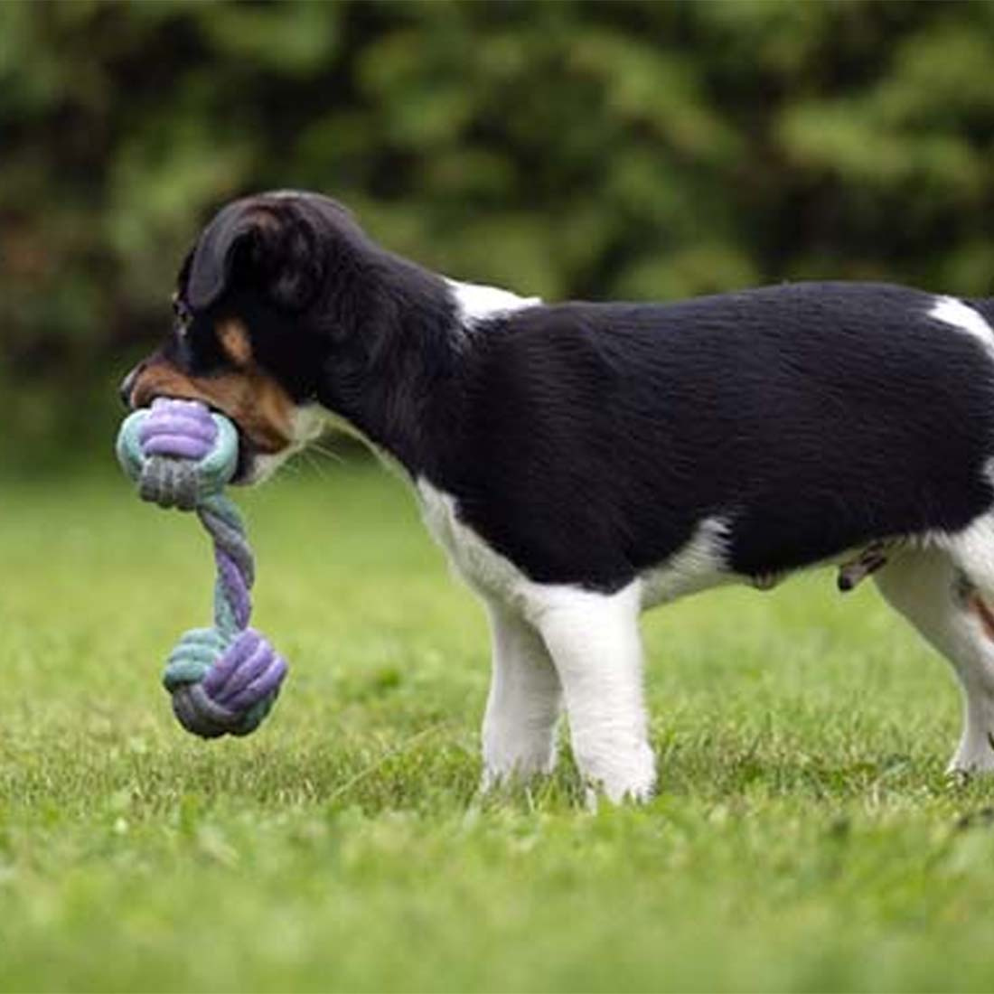 Dog Toy Junior Rope Report Grey/Turquoise/Purple