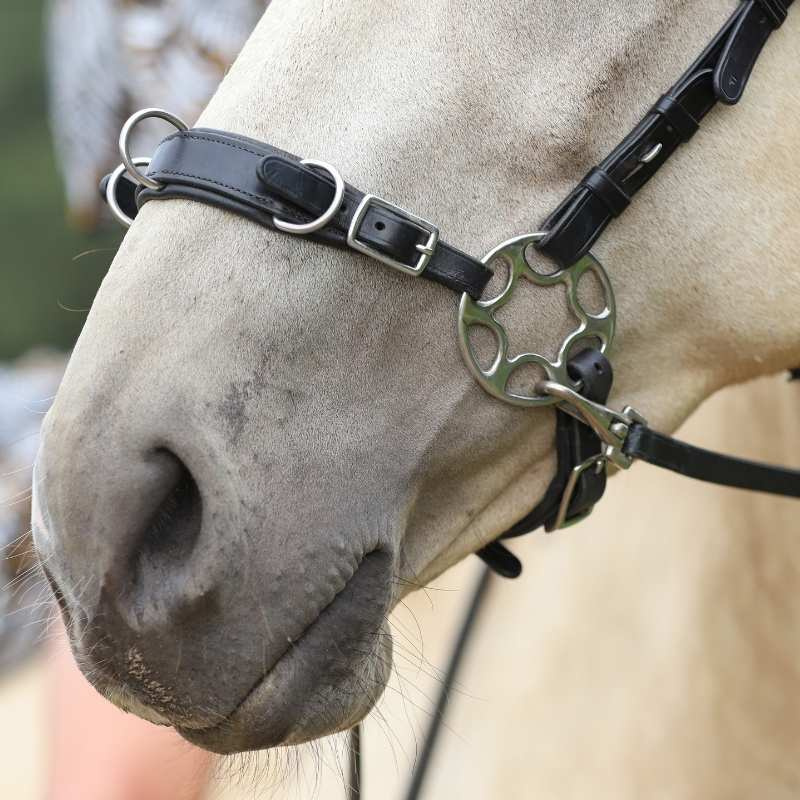 Bitless Bridle Caval Cavemore Black