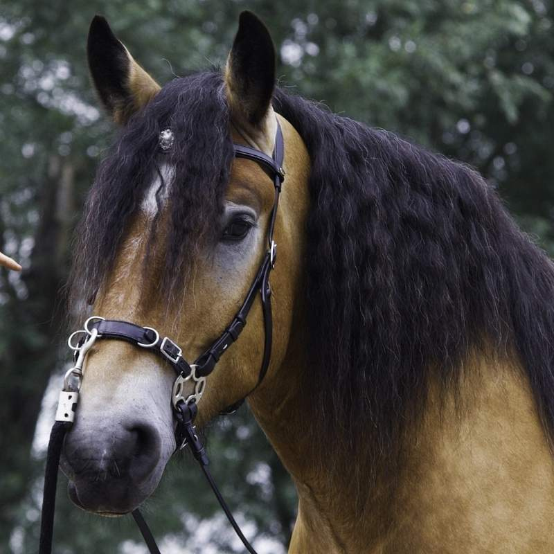 Bitless Bridle Caval Cavemore Black