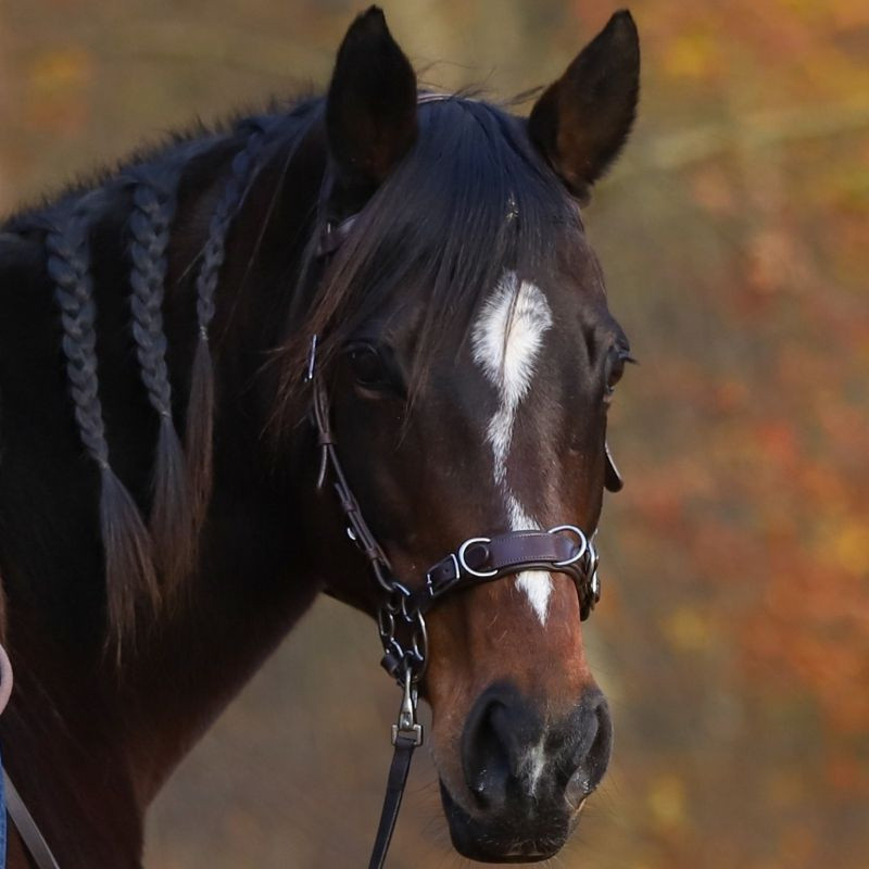 Bitless Bridle Caval Cavemore Brown