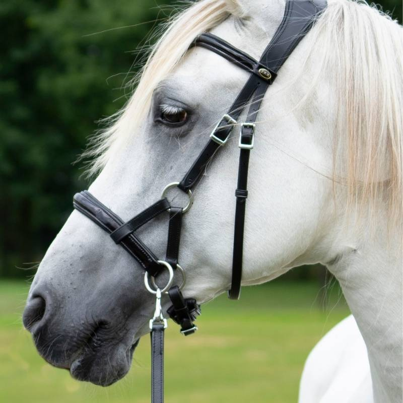 Bitless Bridle Isabel Sidepull Black