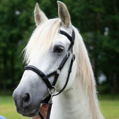 Bitless Bridle Isabel Sidepull Black Bitless Bridle Isabel Sidepull Black