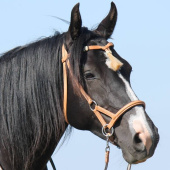 Bitless Bridle Shango Sidepull Natural Bitless Bridle Shango Sidepull Natural