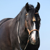 Bitless Bridle Shango Sidepull Natural Bitless Bridle Shango Sidepull Natural