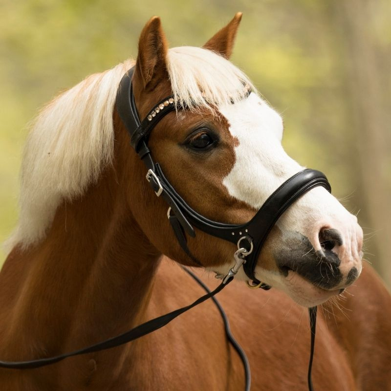Bitless Bridle Rebecca Sidepull Black