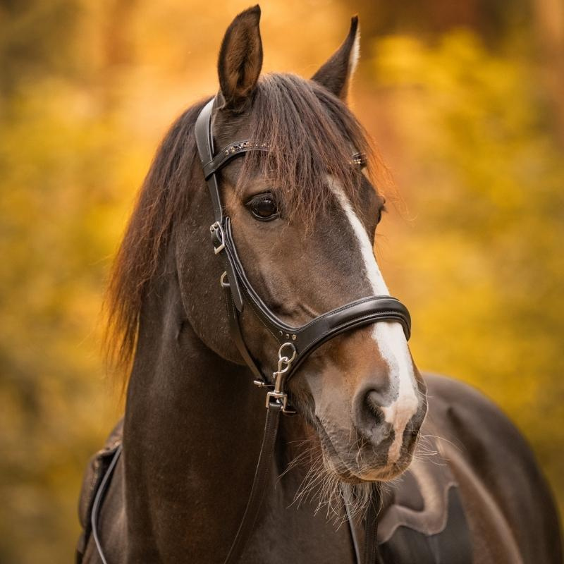 Bitless Bridle Moonlight Sidepull Black