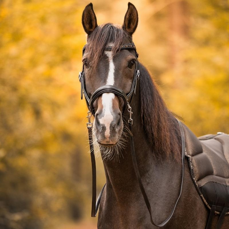 Bitless Bridle Moonlight Sidepull Black