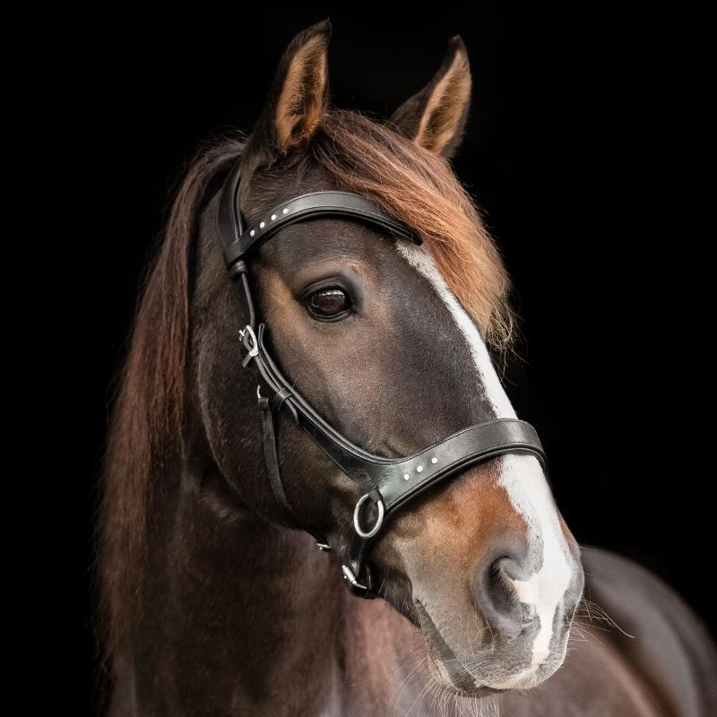 Bitless Bridle Glory Sidepull Black