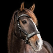 Bitless Bridle Glory Sidepull Black Bitless Bridle Glory Sidepull Black