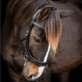 Bitless Bridle Glory Sidepull Black Bitless Bridle Glory Sidepull Black