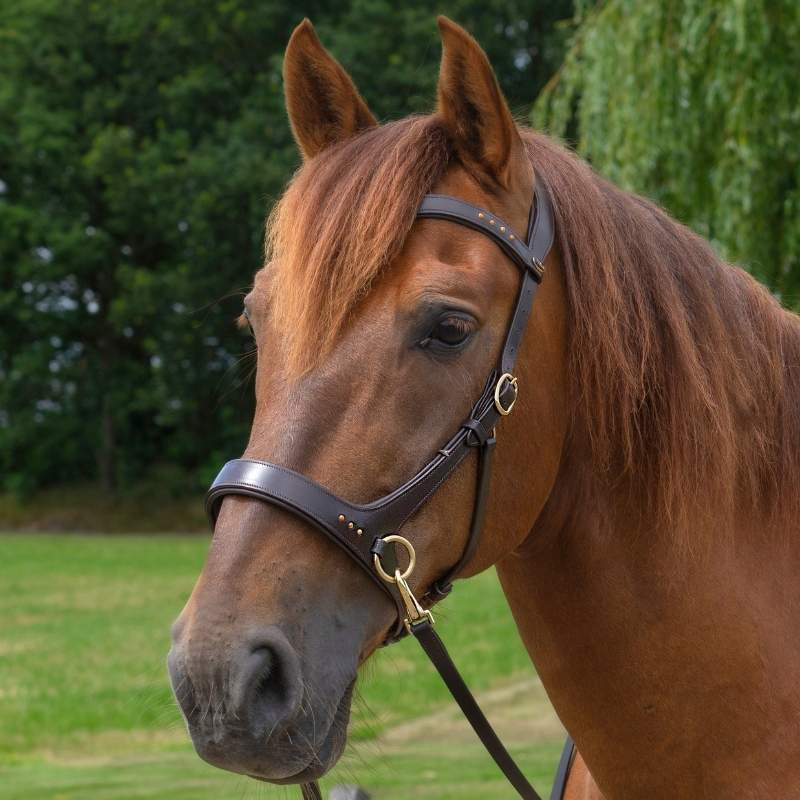 Bitless Bridle Glory Sidepull Brown