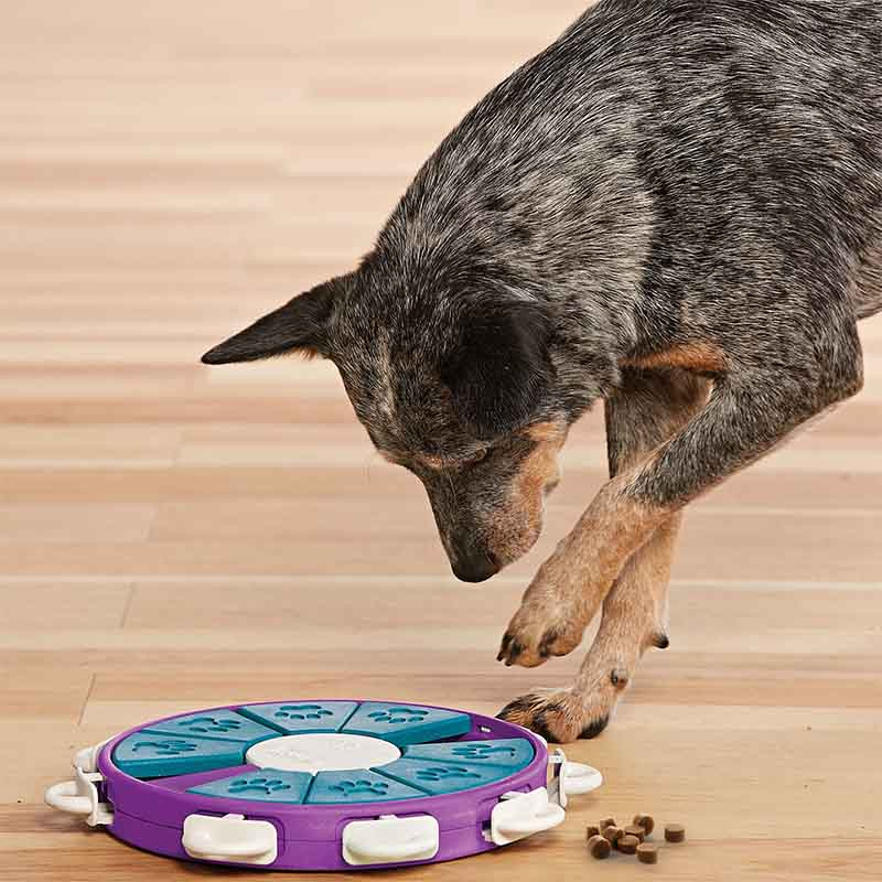 Interactive Dog Toy Dog 0Twister Level 3 Purple/Turquoise/White