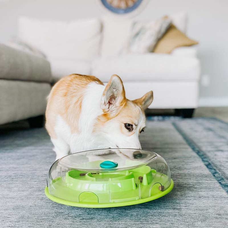 Interactive Dog Toy Wobble Bowl 0Level 1 Turquoise/Green