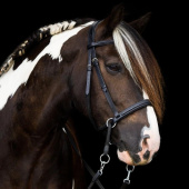 Bitless Bridle Dietsji Cross-Under Black Bitless Bridle Dietsji Cross-Under Black
