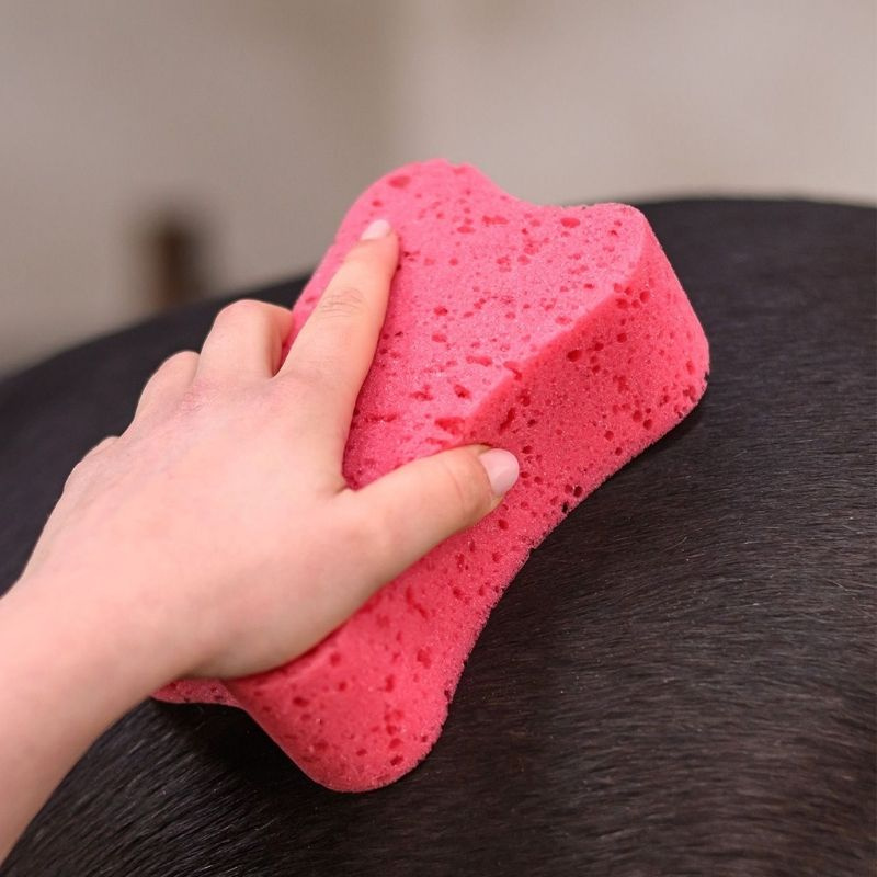 Sponge Pink