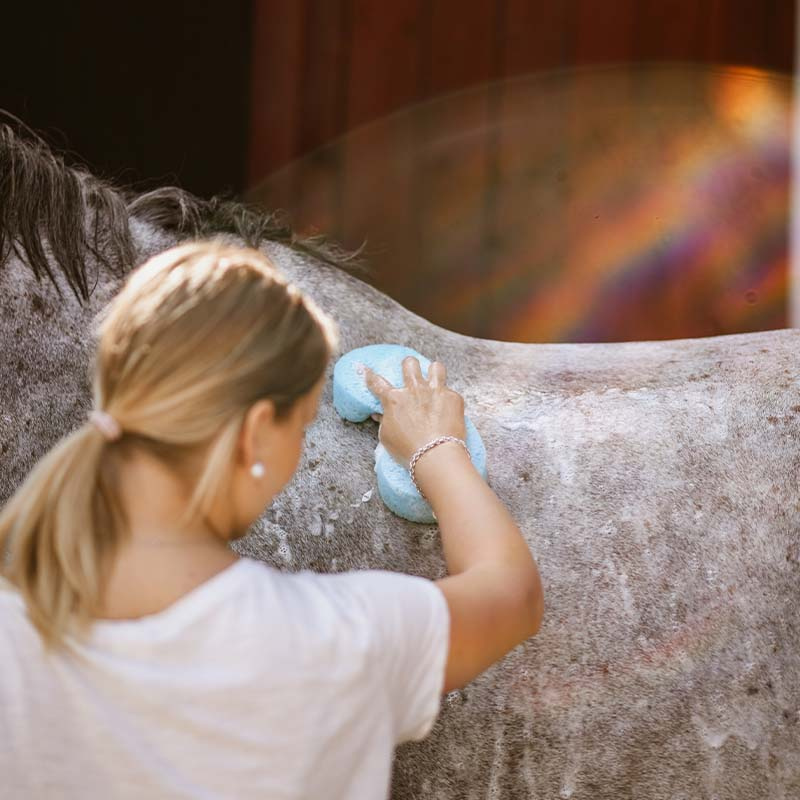 Grooming Sponge Cellulose Grooming Sponge Blue