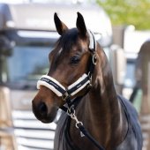 Halter Fauxfur Double Pin Black Halter Fauxfur Double Pin Black