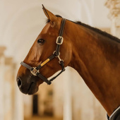 Leather Halter Artificial Wellington Black Leather Halter Artificial Wellington Black