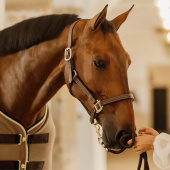 Leather Halter Artificial Wellington Brown Leather Halter Artificial Wellington Brown