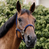 Braided Nylon Halter Navy Braided Nylon Halter Navy