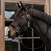 Braided Nylon Halter Black Braided Nylon Halter Black