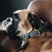 Dog Collar Braided Nylon Grey