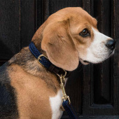 Dog Collar Braided Nylon Navy
