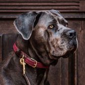 Dog Collar Braided Nylon Burgundy