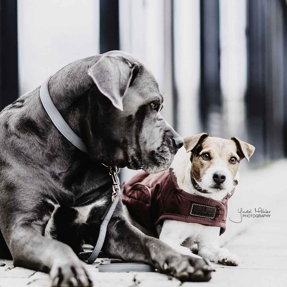 Dog Collar Loop Grey