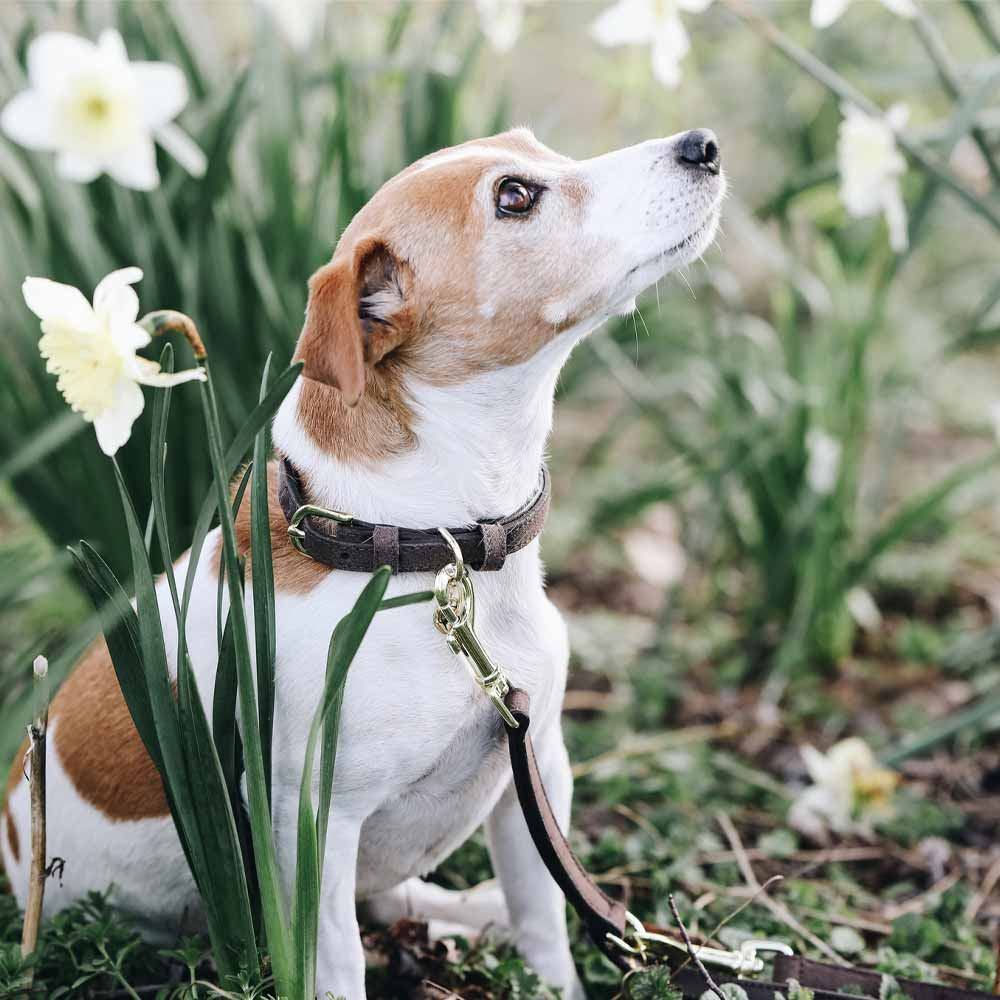 Dog Collar Velvet Leather Brown