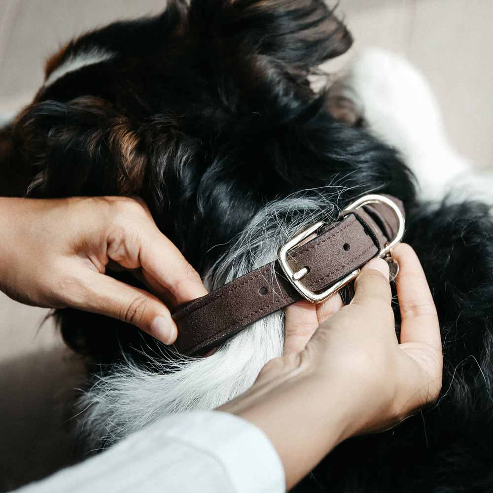 Dog Collar Velvet Leather Brown