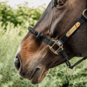 Halter Control Nylon Rope Black Halter Control Nylon Rope Black