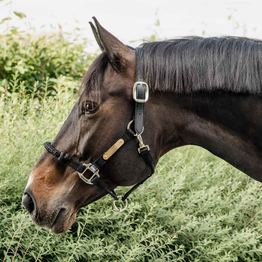 Halter Control Nylon Rope Black