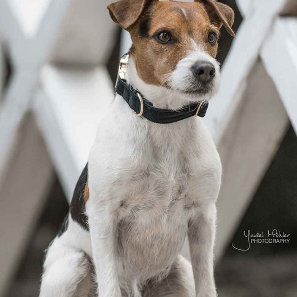 Dog Collar Corduroy Green