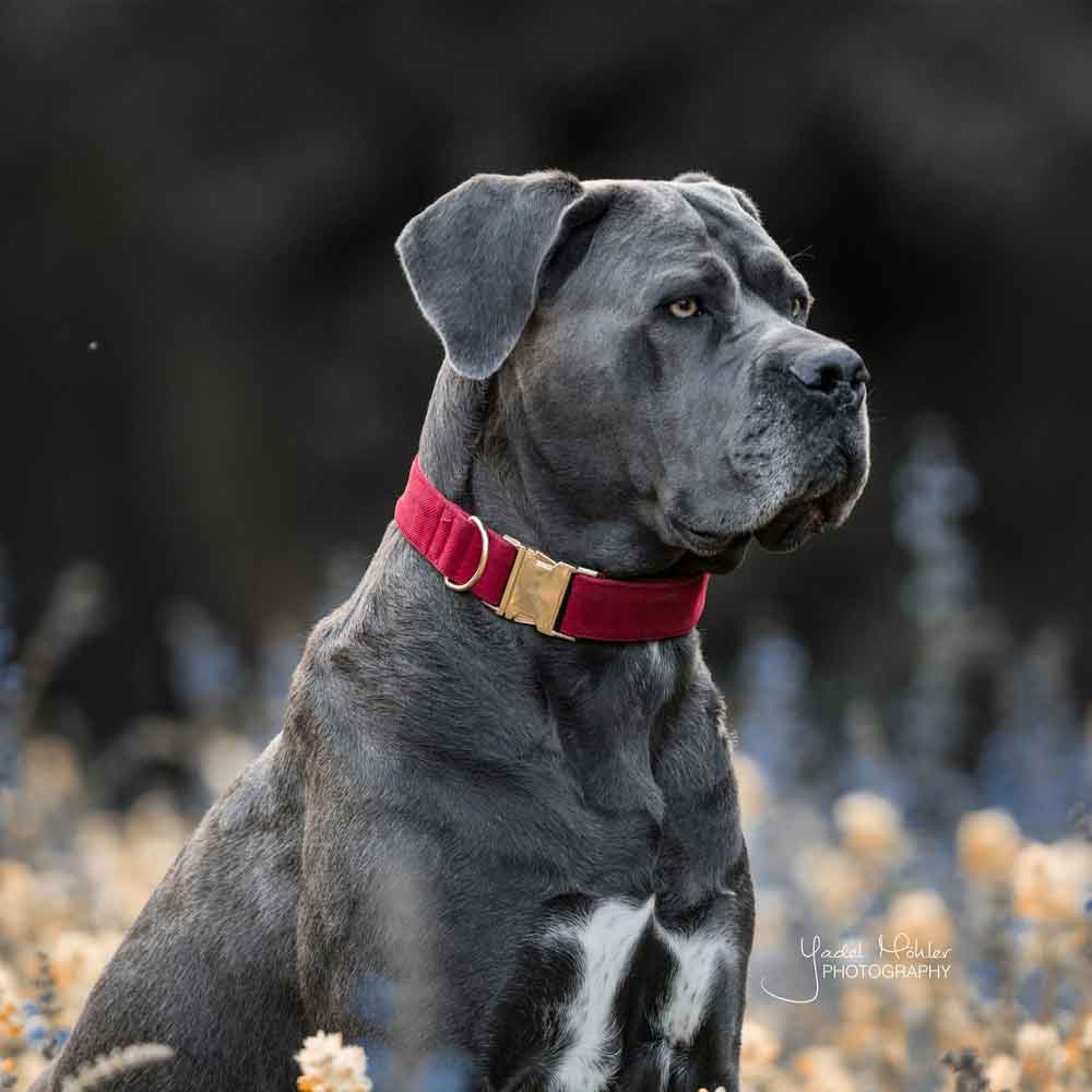 Dog Collar Corduroy Red