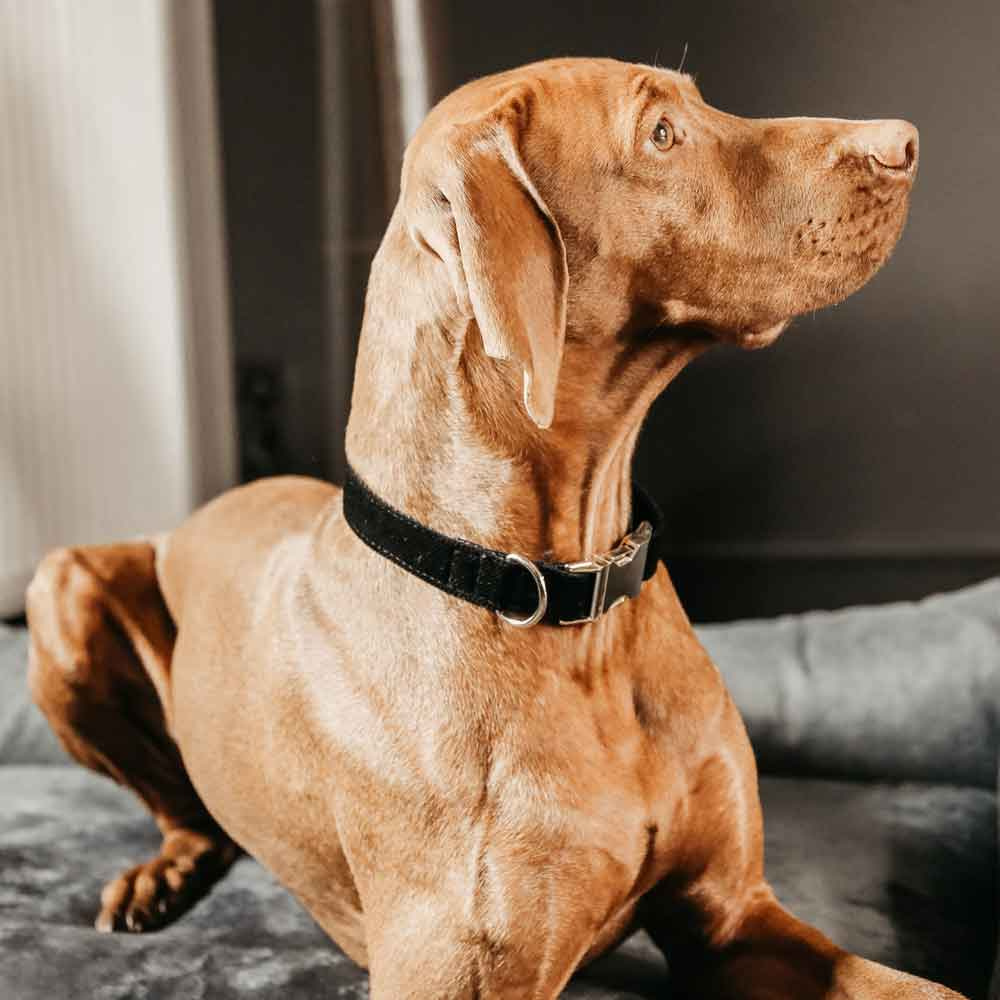 Dog Collar Corduroy Black